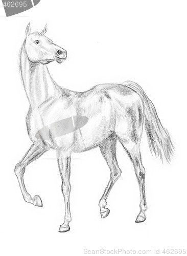 Image of Walking horse drawing