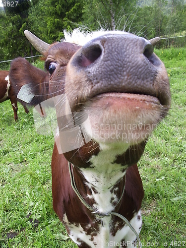 Image of Cow