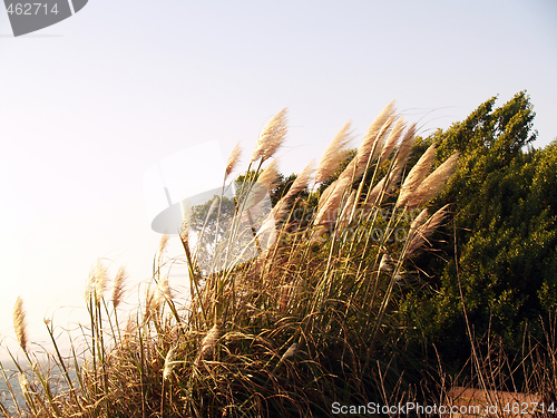 Image of Park bench hidden in wind swept foilage at ocean