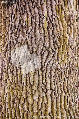 Image of Tree trunk in a forest