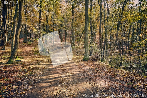 Image of Autumn forest path between trees