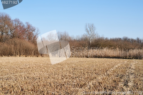 Image of Dry autumn meadow