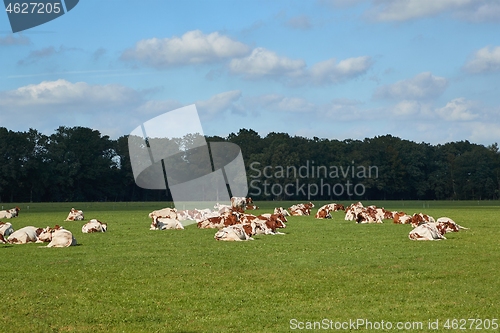 Image of Cows on a farm