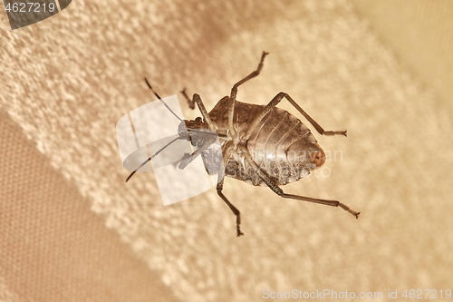 Image of Stink bug closeup