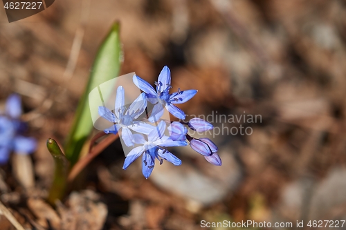 Image of Small blue Scilla flowers in spring