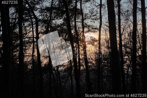 Image of Pine trees silhouettes at sunset