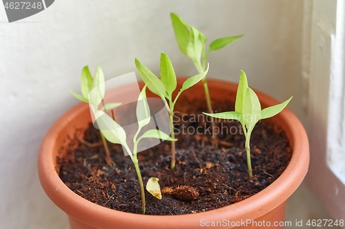 Image of Growing small plant at home