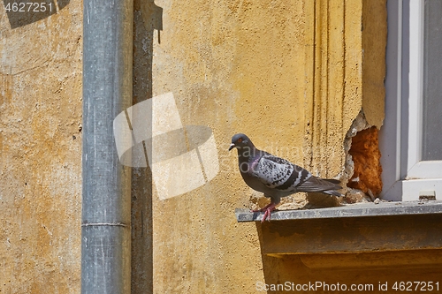 Image of Pigeon on a windowpane