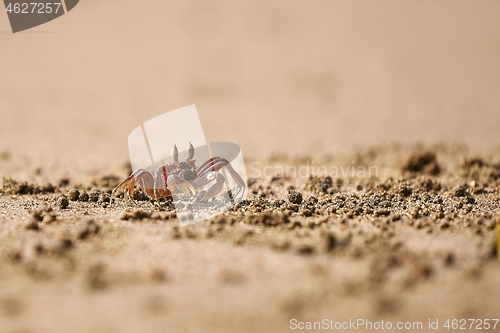 Image of Ghost crab in the sand