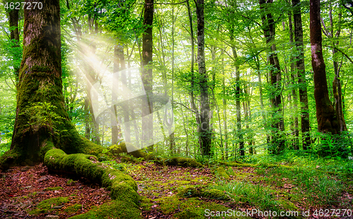 Image of Sunlight in a green forest