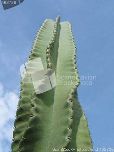 Image of green cactus