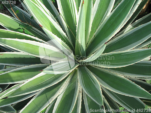 Image of green cactus plant