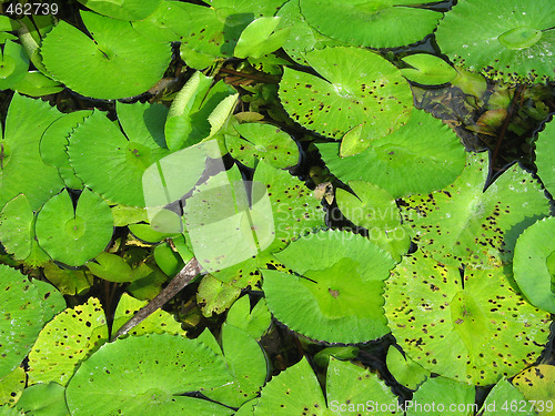 Image of water lily pads