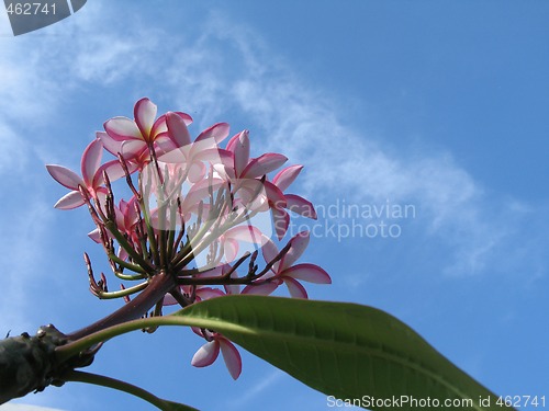 Image of pink flowers in the blue sky