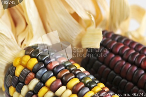 Image of Indian corn