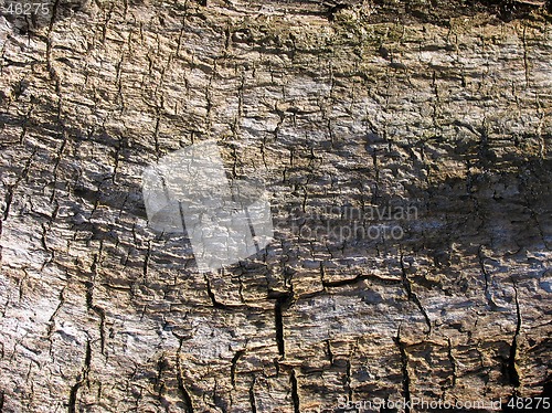 Image of Old Wood Texture