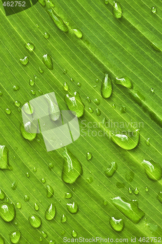 Image of Green leaf background with raindrops