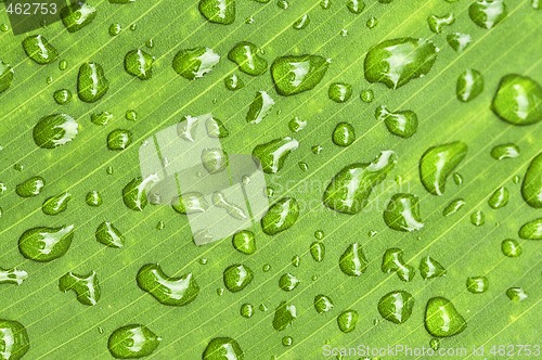 Image of Green leaf background with raindrops