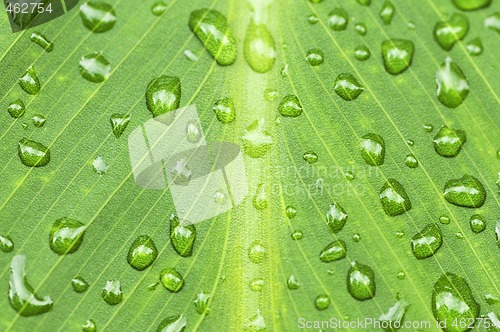 Image of Green leaf background with raindrops