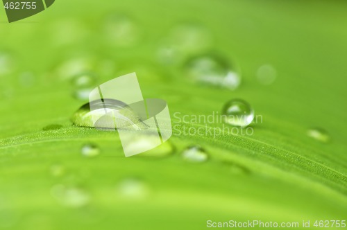 Image of Green leaf background with raindrops