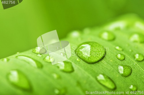 Image of Green leaf background with raindrops