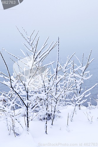 Image of Snowy trees