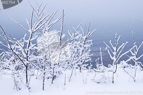 Image of Snowy trees