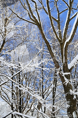 Image of Winter trees and blue sky