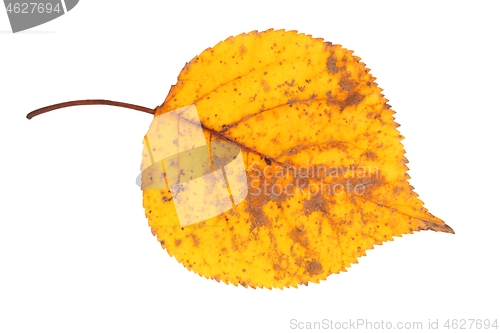 Image of Autumn leaf on white