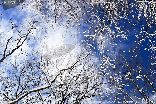 Image of Winter trees and blue sky