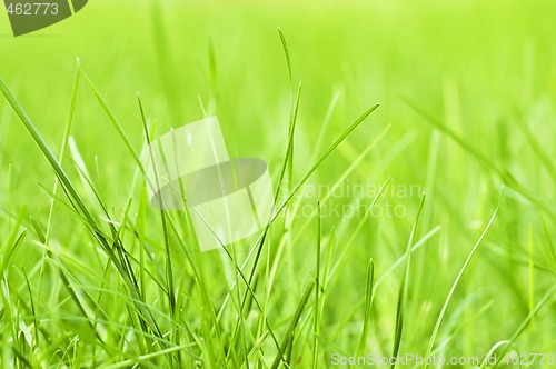 Image of Green grass background