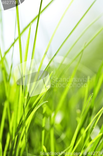 Image of Green grass background