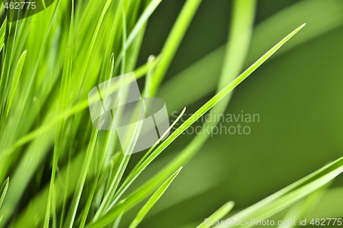 Image of Green grass background