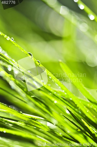 Image of Green grass background