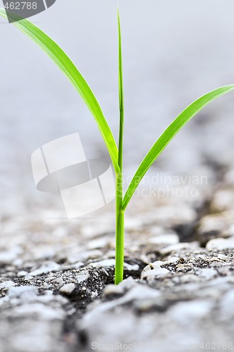 Image of Grass growing from crack in asphalt