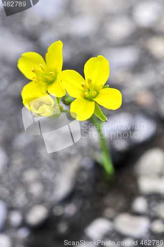 Image of Flower growing from crack in asphalt