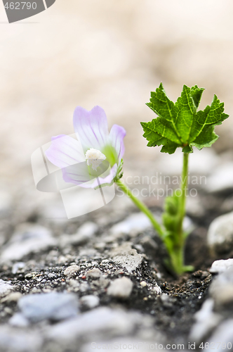 Image of Flower growing from crack in asphalt