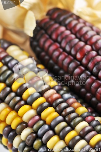 Image of Indian corn