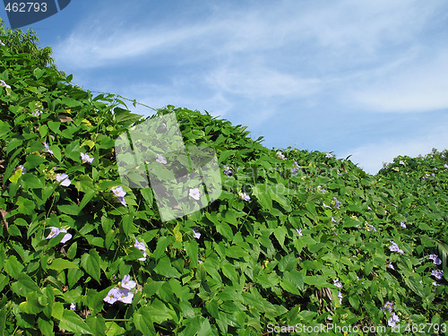 Image of hedge of climbing vine