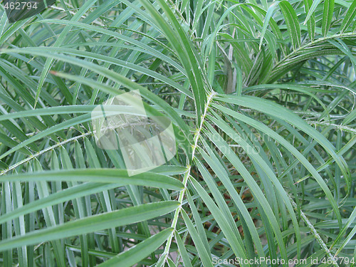 Image of green leaf