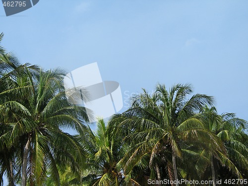 Image of palm trees