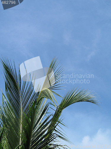 Image of palm trees