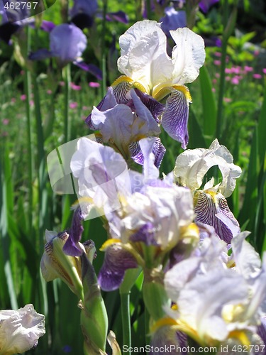 Image of purple iris