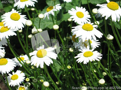 Image of yellow and white daisies