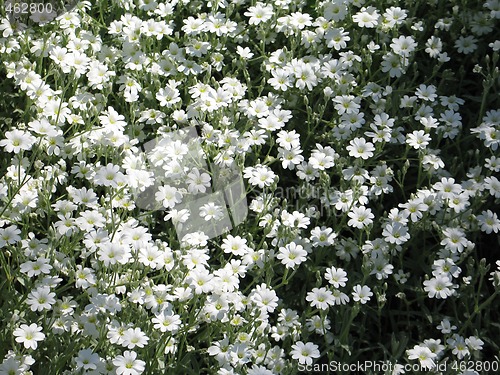 Image of white flowers