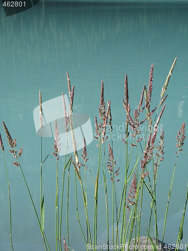 Image of reeds by the water