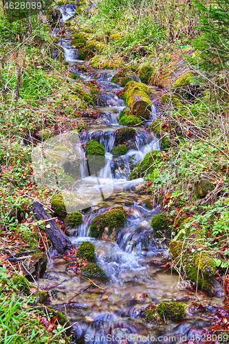 Image of Water stream in summer forest