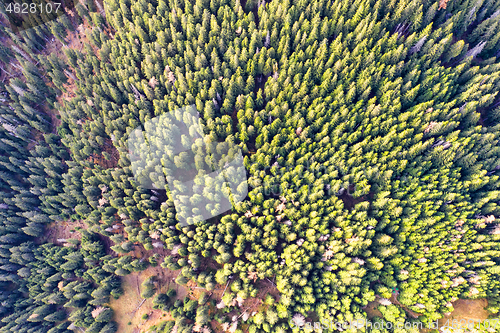 Image of Green forest viewed from above