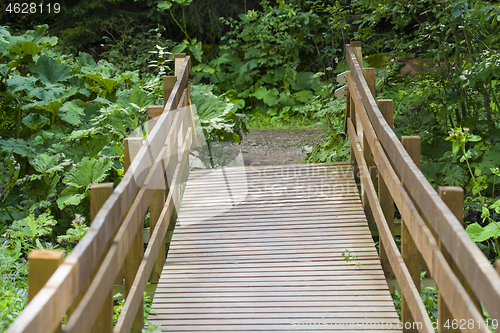 Image of Wood bridge in forest