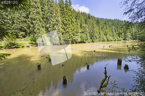 Image of Dead tree stumps in lake